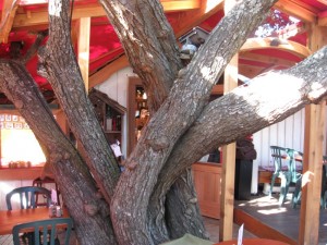 treeattreehouse
